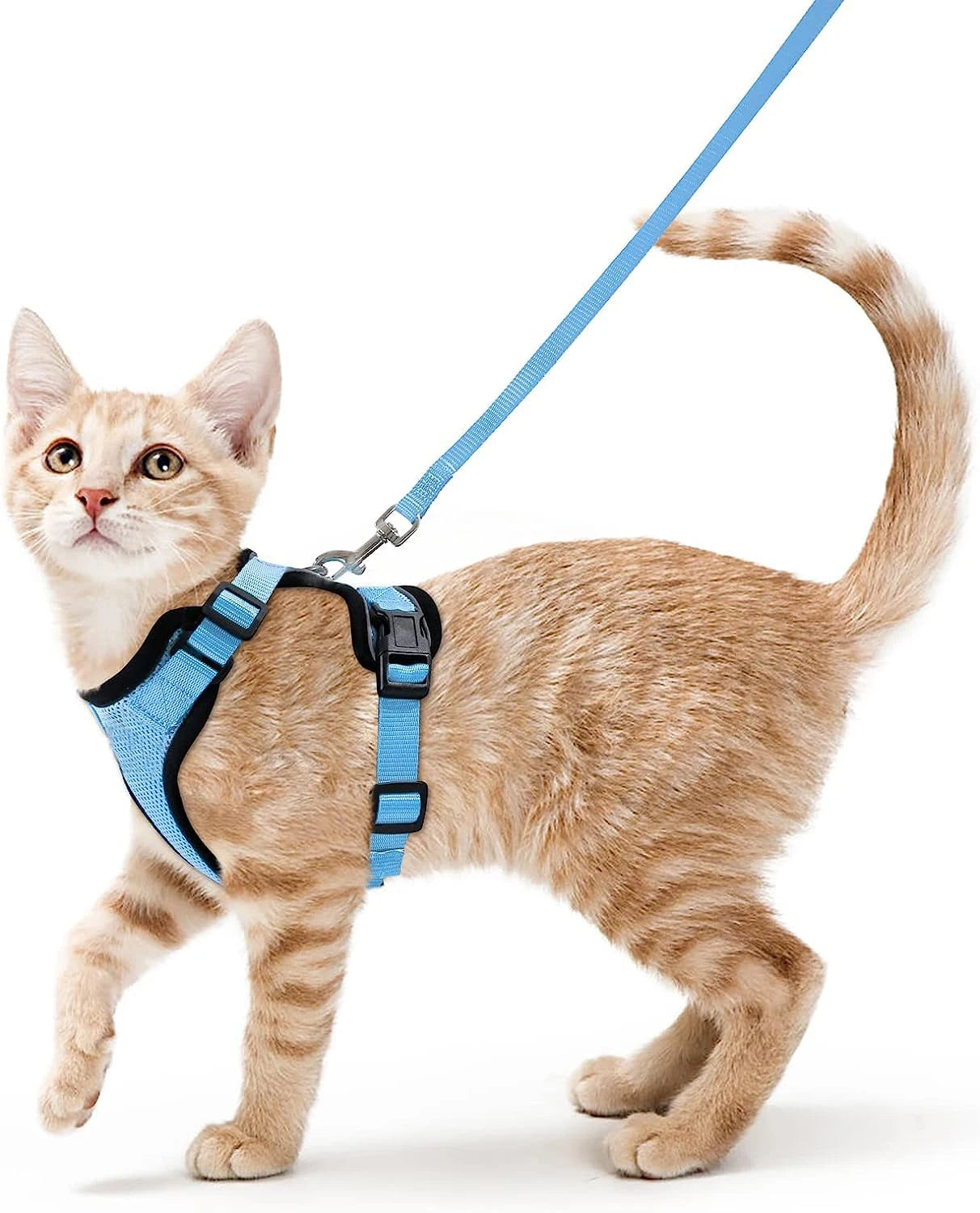 Harnais pour chat - Charnais