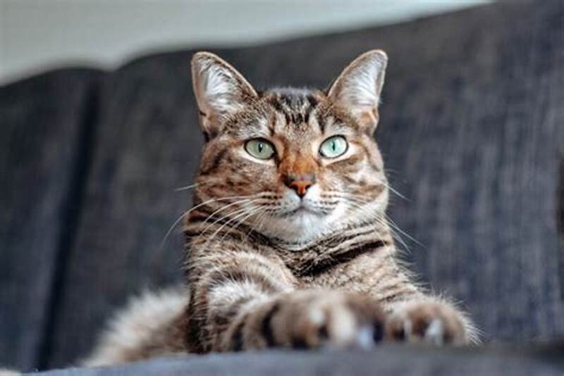 Tout pour votre Chat