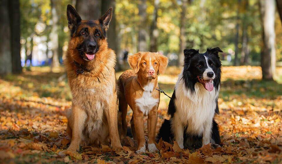 Tout pour votre Chien