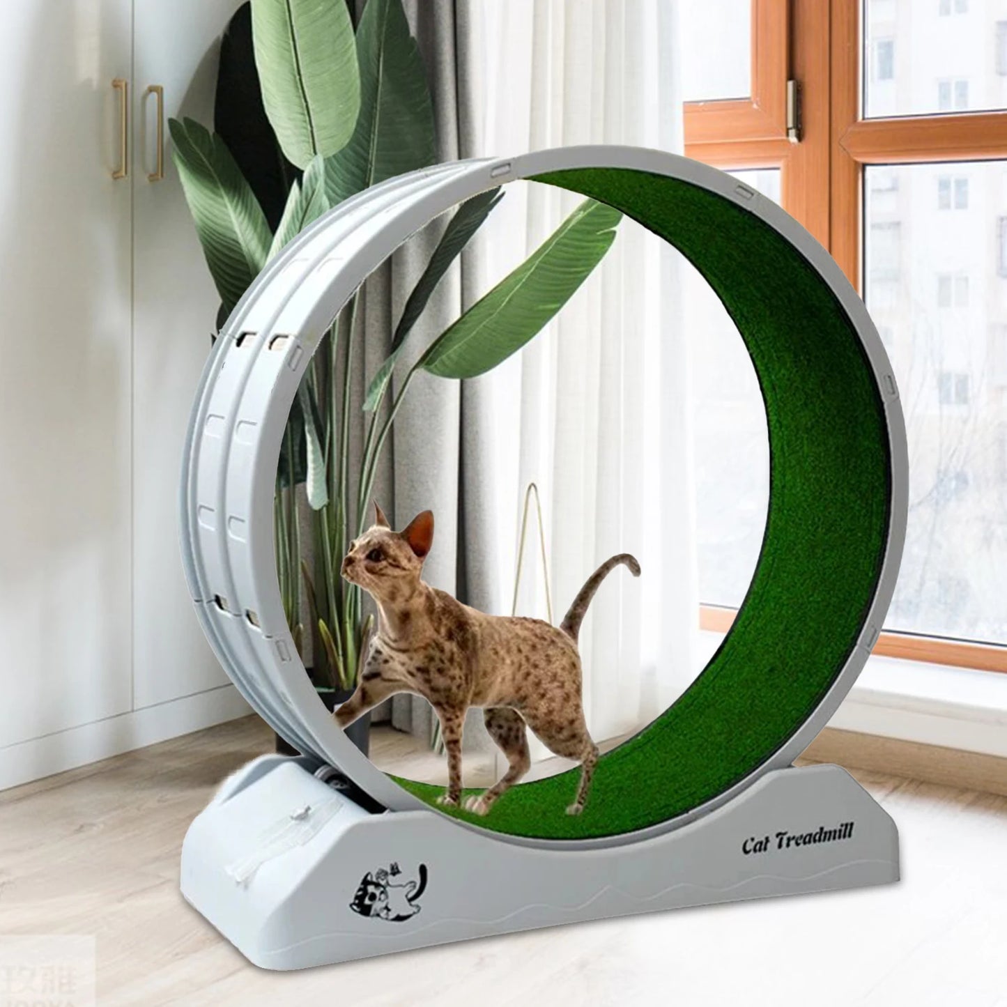 Tapis roulant Roule Miaou