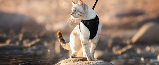 Harnais pour chat - Charnais