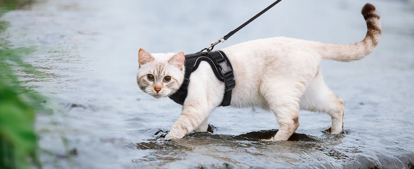 Harnais pour chat - Charnais