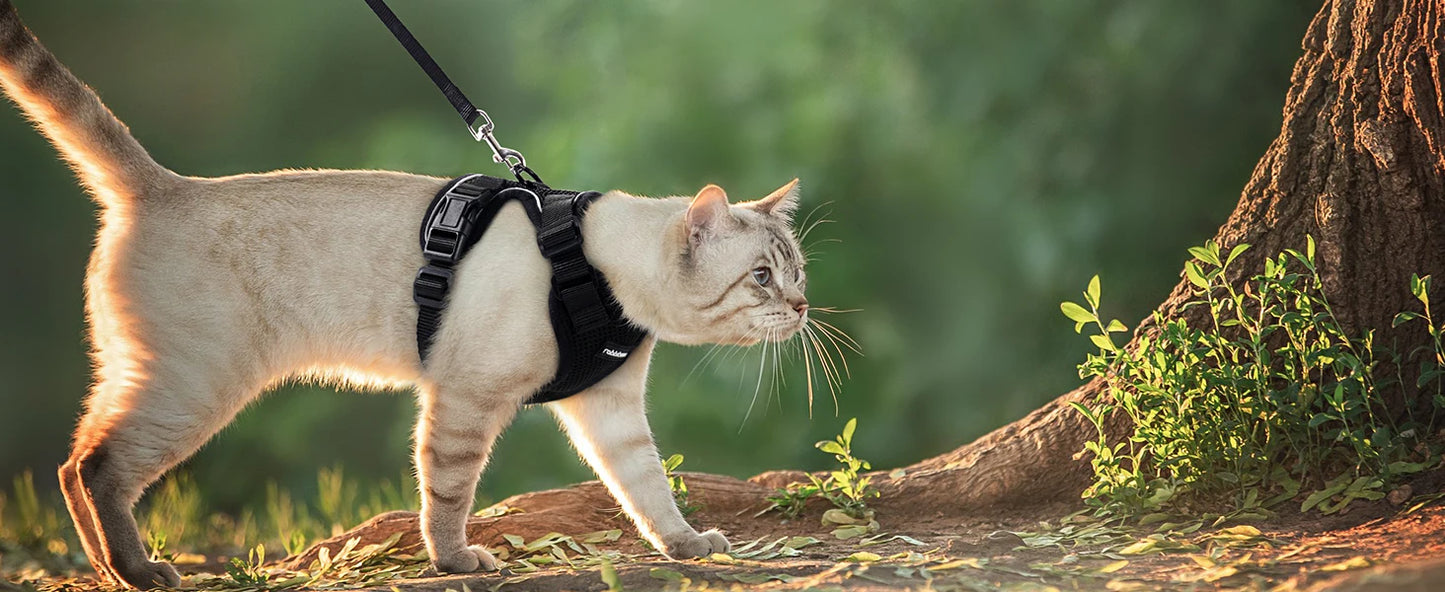 Harnais pour chat - Charnais