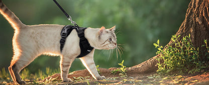 Harnais pour chat - Charnais