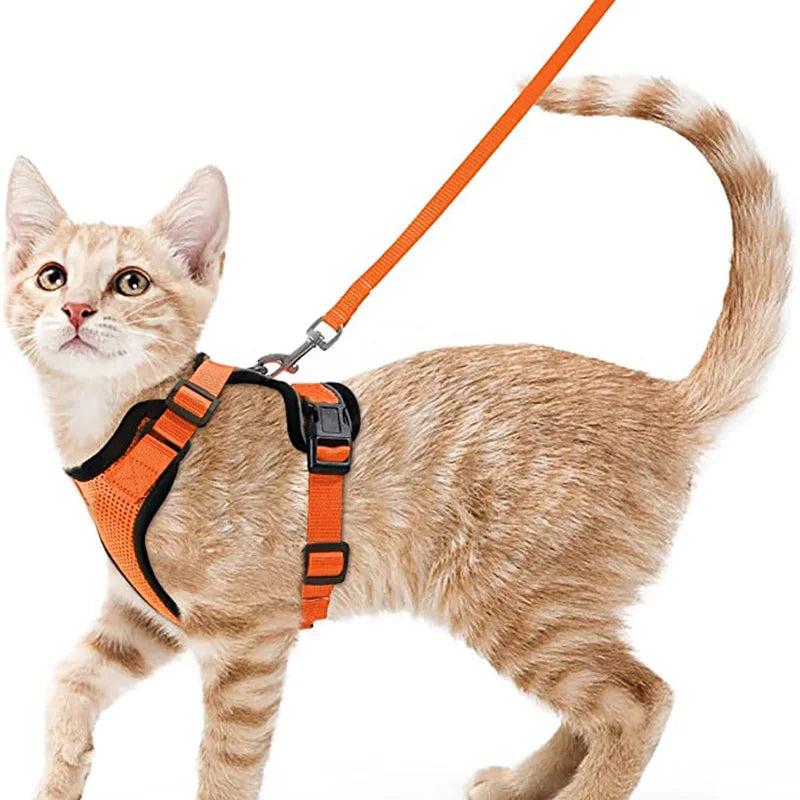 Harnais pour chat - Charnais