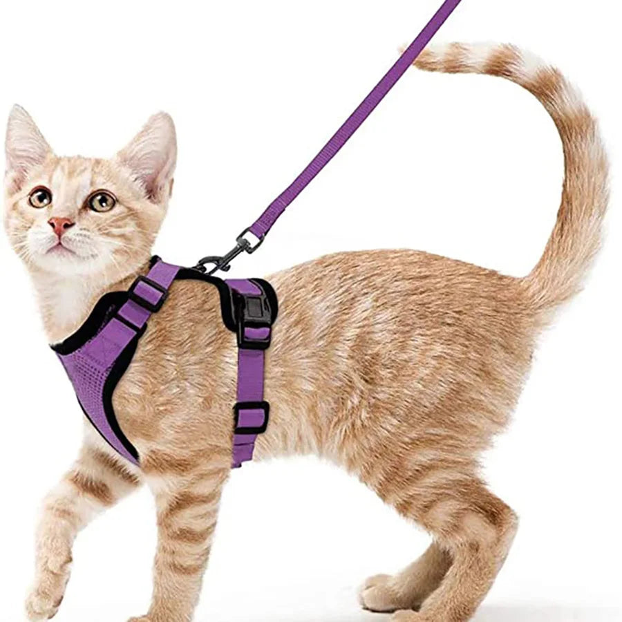 Harnais pour chat - Charnais
