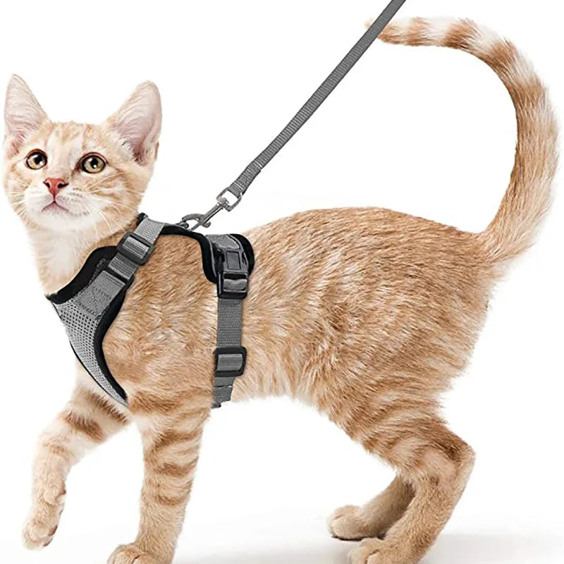 Harnais pour chat - Charnais